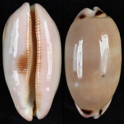 Luria pulchra fma sinaiensis
