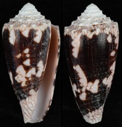 Conus nocturnus nocturnus