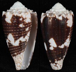 Conus nocturnus nocturnus