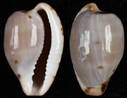 Cypraeovula mikeharti