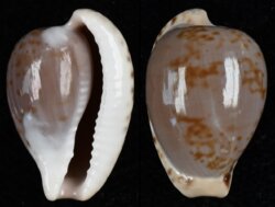 Cypraeovula mikeharti