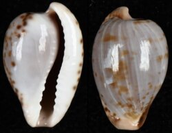 Cypraeovula mikeharti