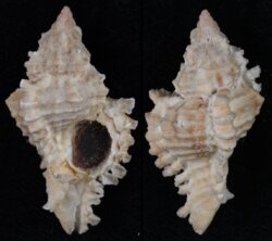 Chicoreus florifer