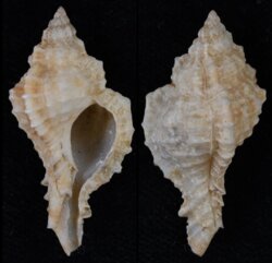 Siratus coltrorum