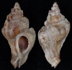 Pteropurpura festiva