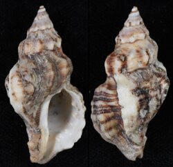 Roperia poulsoni