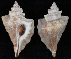 Eupleura muriciformis