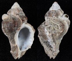 Ceratostoma nuttalli