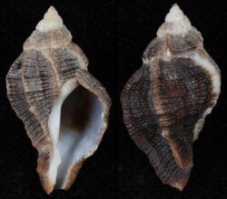 Ceratostoma nuttalli