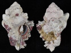 Chicoreus torrefactus