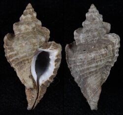 Eupleura muriciformis