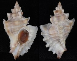 Pteropurpura erinaceoides