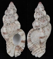 Naquetia triqueter