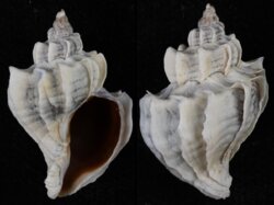 Trophon geversianus