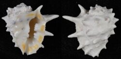 Drupa ricinus