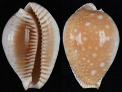 Perisserosa guttata azumai