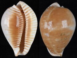Perisserosa guttata azumai