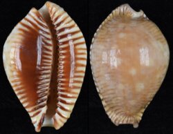 Perisserosa guttata azumai