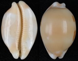 Luria tessellata tessellata