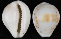 Talostolida rashleighana