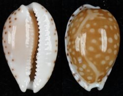 Cribrarula gaskoini