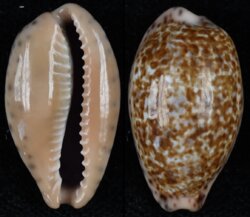 Pseudozonaria annettae