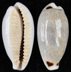 Eclogavena quadrimaculata quadrimaculata