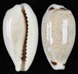 Eclogavena quadrimaculata quadrimaculata
