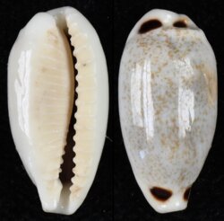 Eclogavena quadrimaculata quadrimaculata