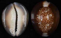 Monetaria caputserpentis