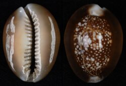 Monetaria caputserpentis