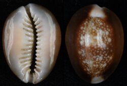 Monetaria caputserpentis