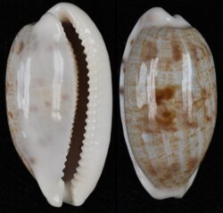 Talostolida teres teres