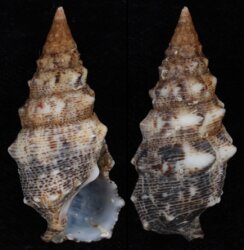 Cerithium maculosum
