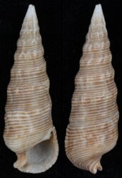 Rhinoclavis alexandri