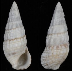 Cerithium lividulum
