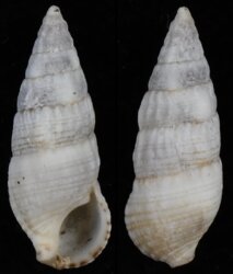 Cerithium lividulum