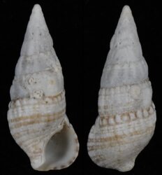 Cerithium lividulum