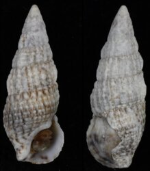 Cerithium lividulum