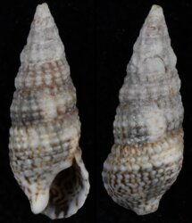 Cerithium lividulum