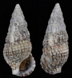 Cerithium lividulum