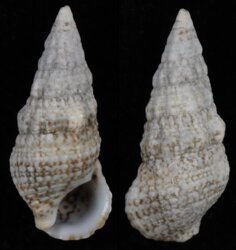 Cerithium lividulum