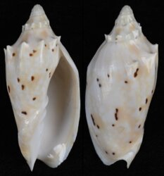Cymbiola pulchra woolacottae