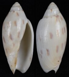 Amoria maculata