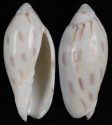 Amoria maculata