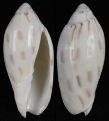 Amoria maculata