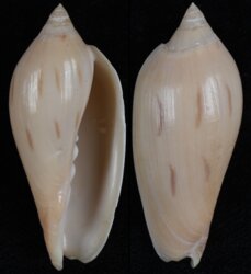 Amoria molleri isabellae