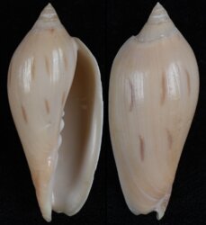 Amoria molleri isabellae