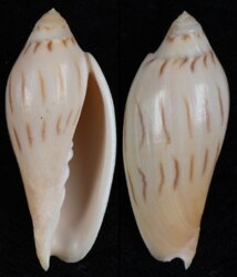Amoria molleri isabellae
