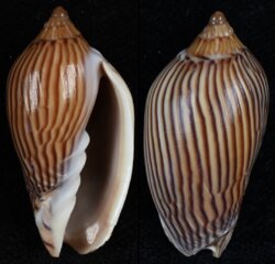 Amoria zebra fma lineatina